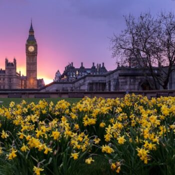 view of Big Ben with daffodils in foreground
